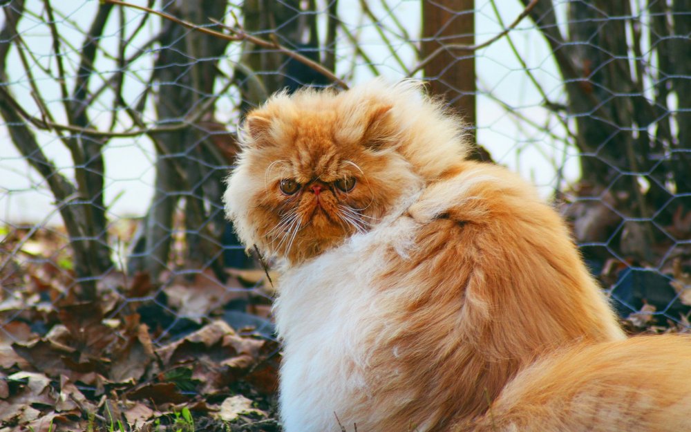 Персидский кот пушистый
