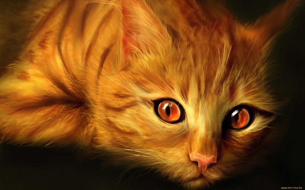Персидский кот злой