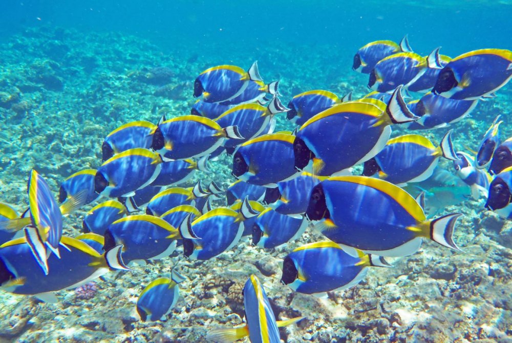 Рифовые рыбы Мальдив