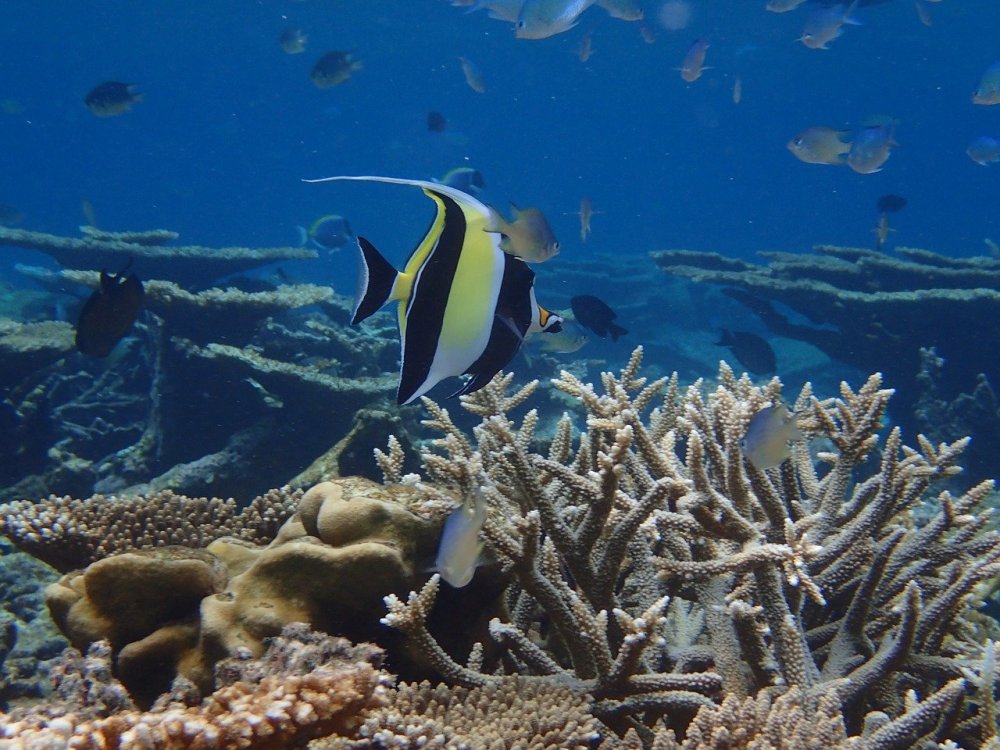 Мальдивы индийский океан кораллы