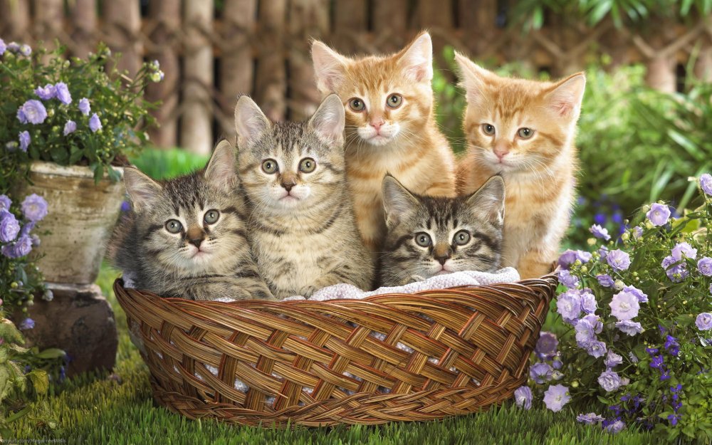 Котики в корзинке