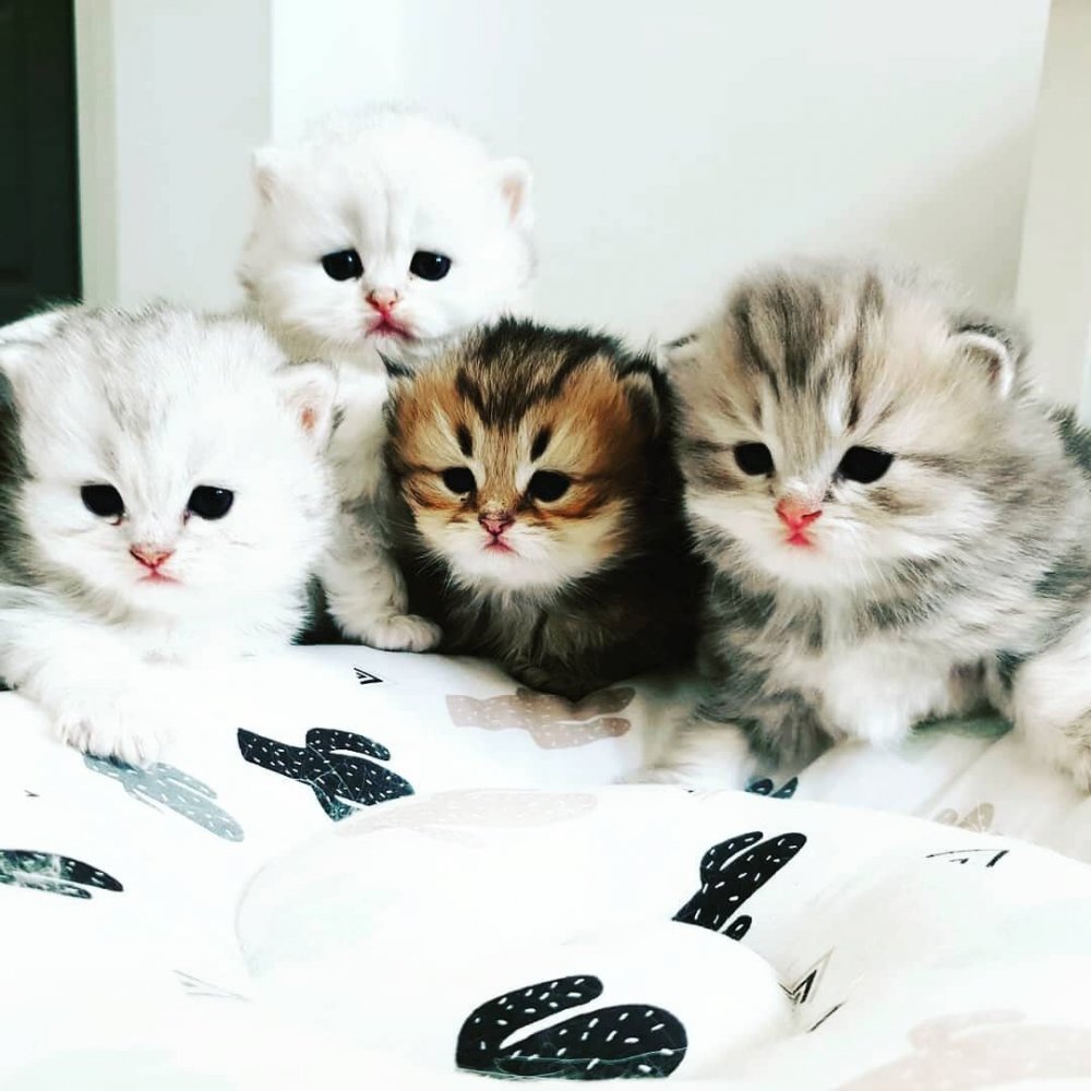 Четверо котят