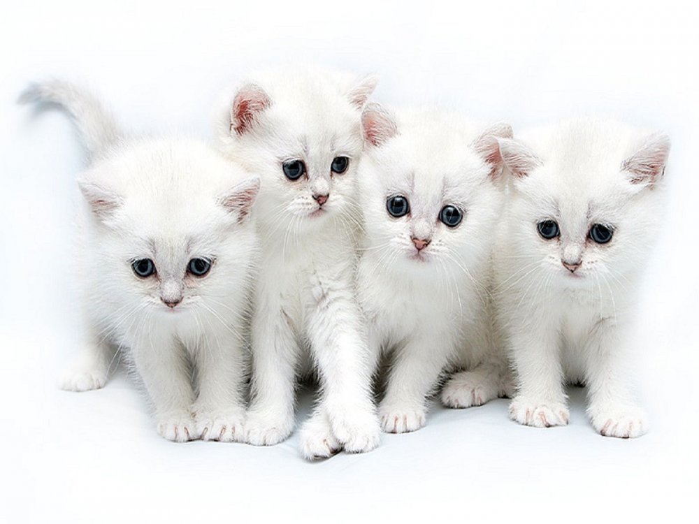 Три красивые кошки