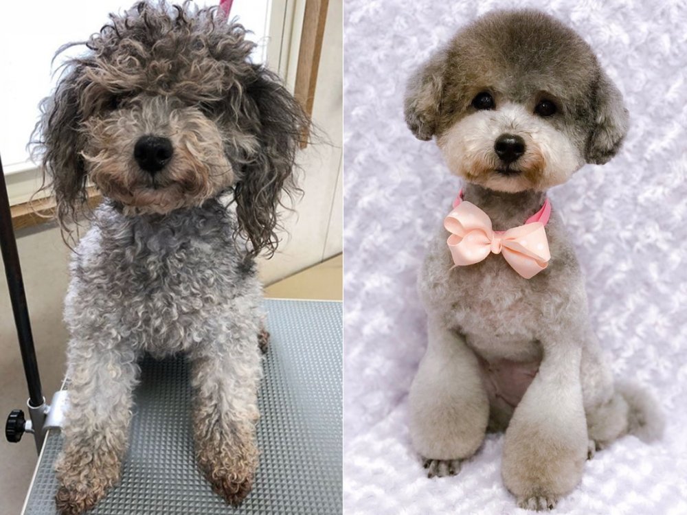 Собаки до и после груминга
