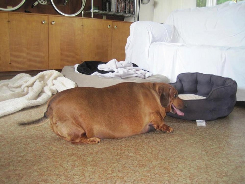 Собака такса толстая