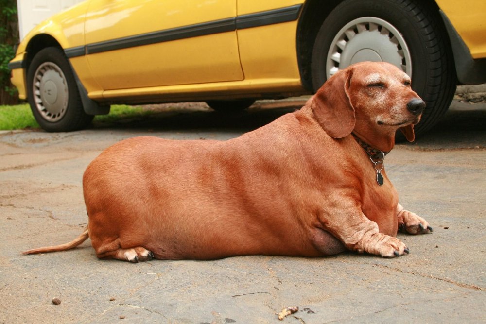 Собака такса толстая