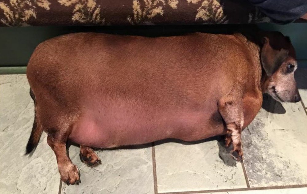 Ожирение у собак