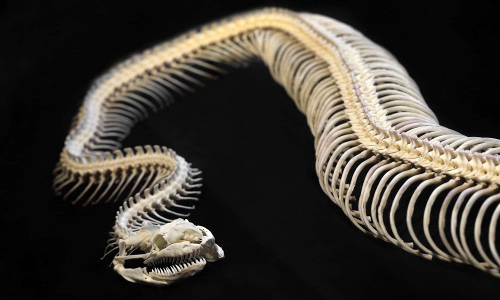 Скелет змеи с лапами