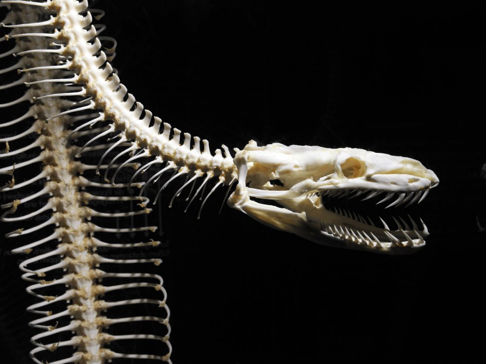 Скелет питона змеи