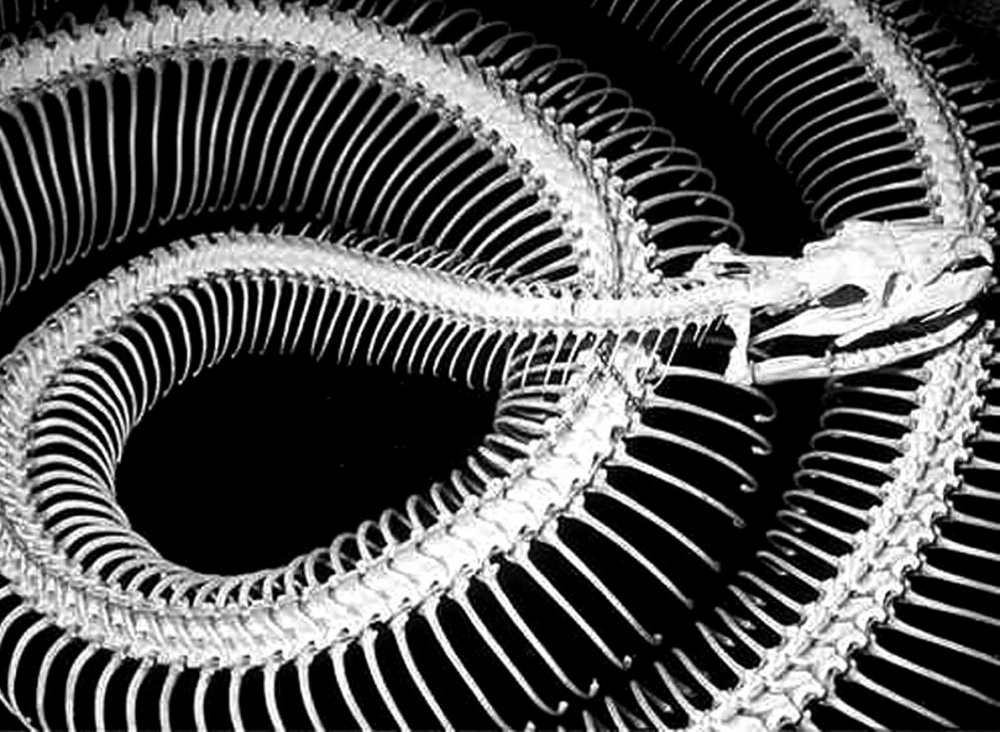 Скелет змеи анаконды