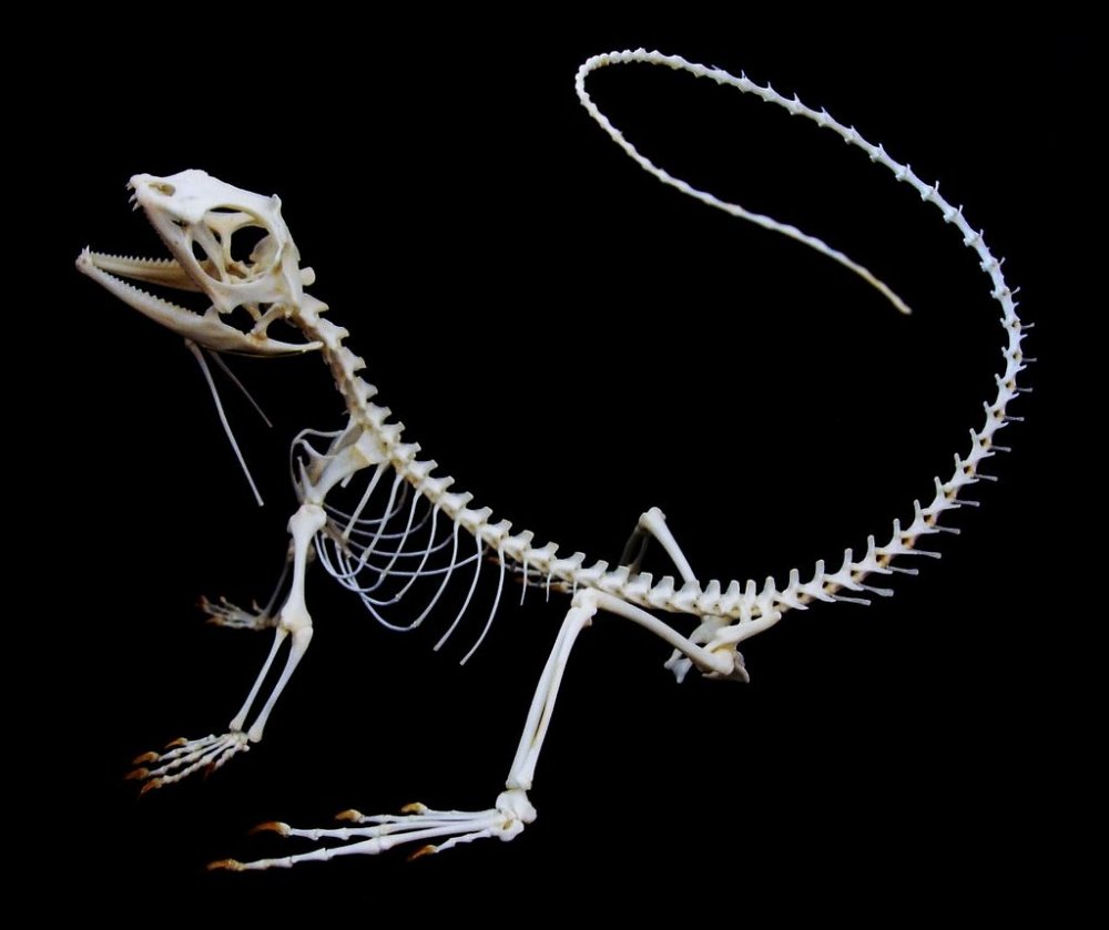 Синайская агама скелет