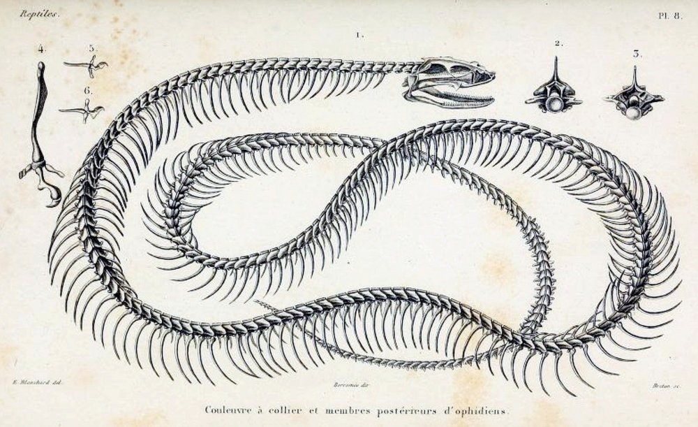 Скелет пресмыкающихся змеи