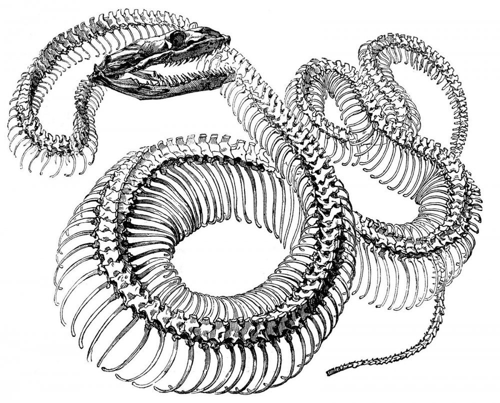 Пресмыкающиеся скелет змеи