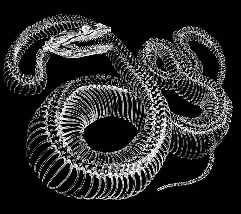 Скелет змеи
