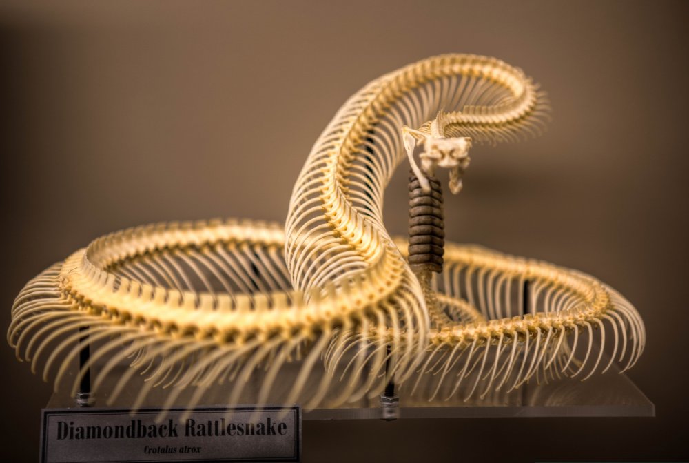 Скелет гремучей змеи
