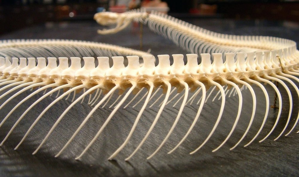 Скелет змеи анатомия
