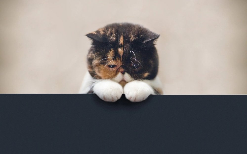 Кошка грустит