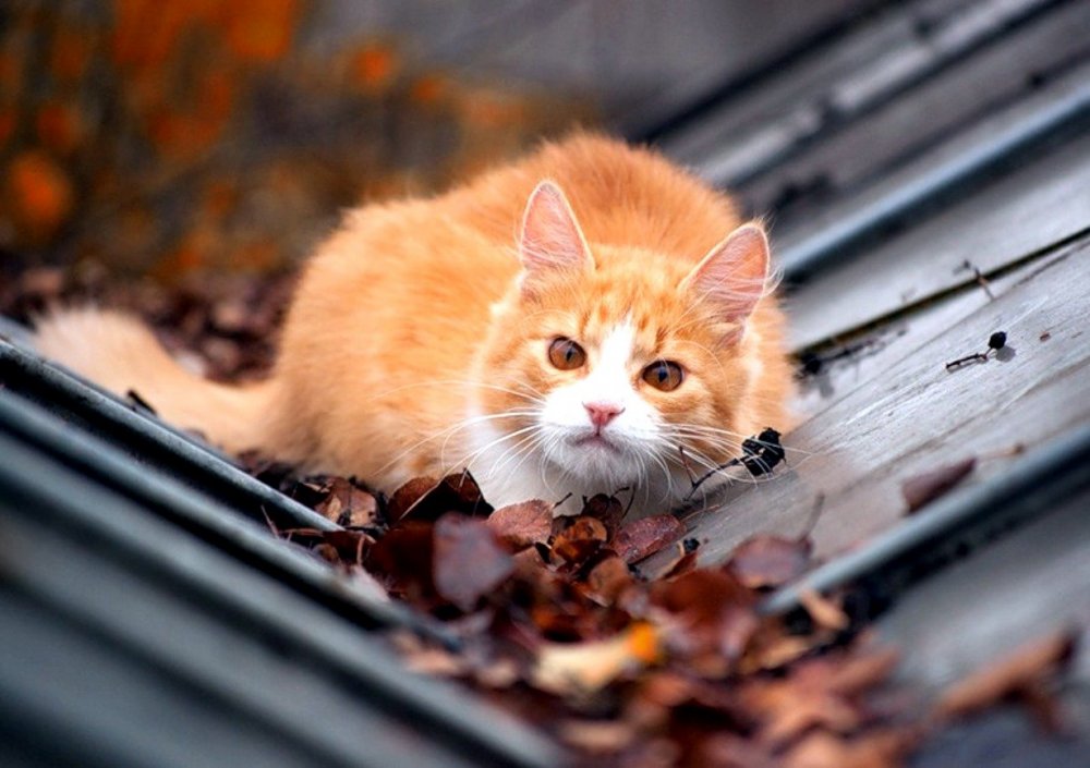 Кошка на окне осень