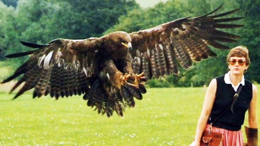 Самый большой орел на земле