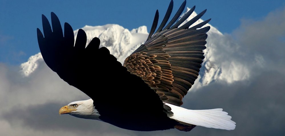 Парящий Орел в горах Кавказа