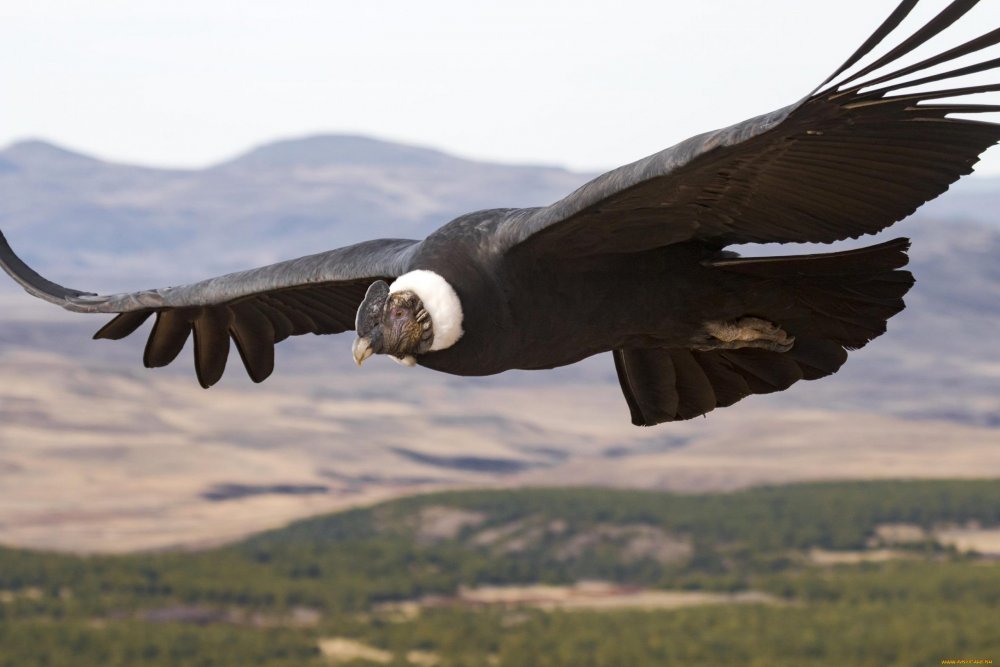 Самый большой орёл в мире Беркут