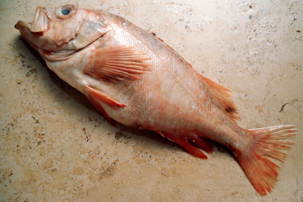 Вариола рыба