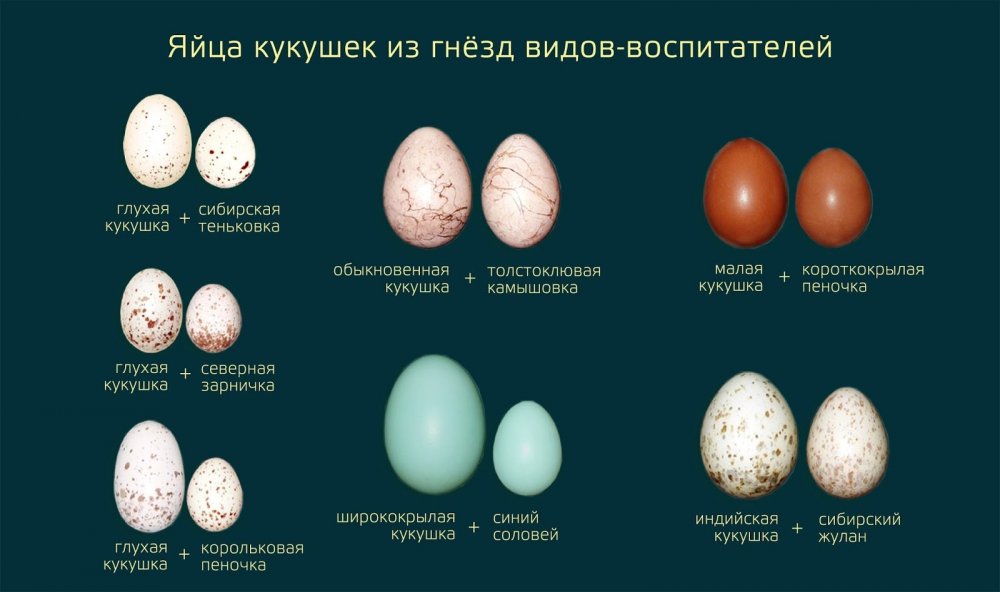 Форма яиц птиц