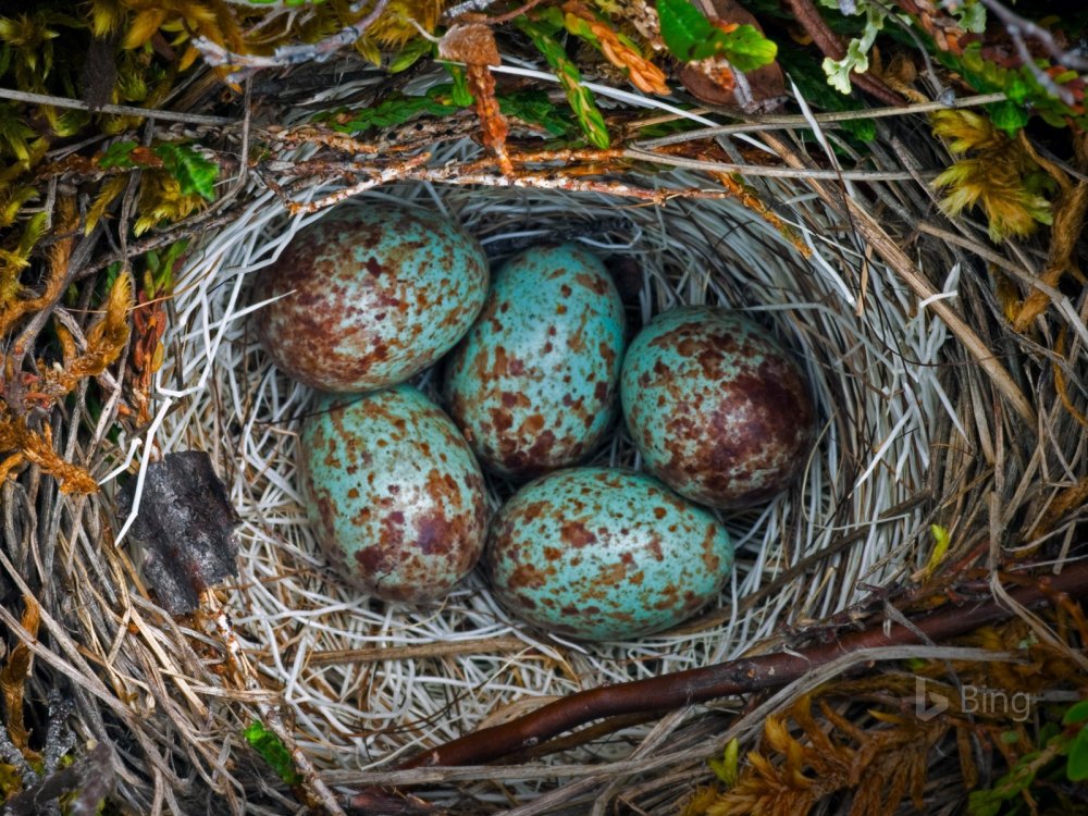 Расцветка яиц птиц
