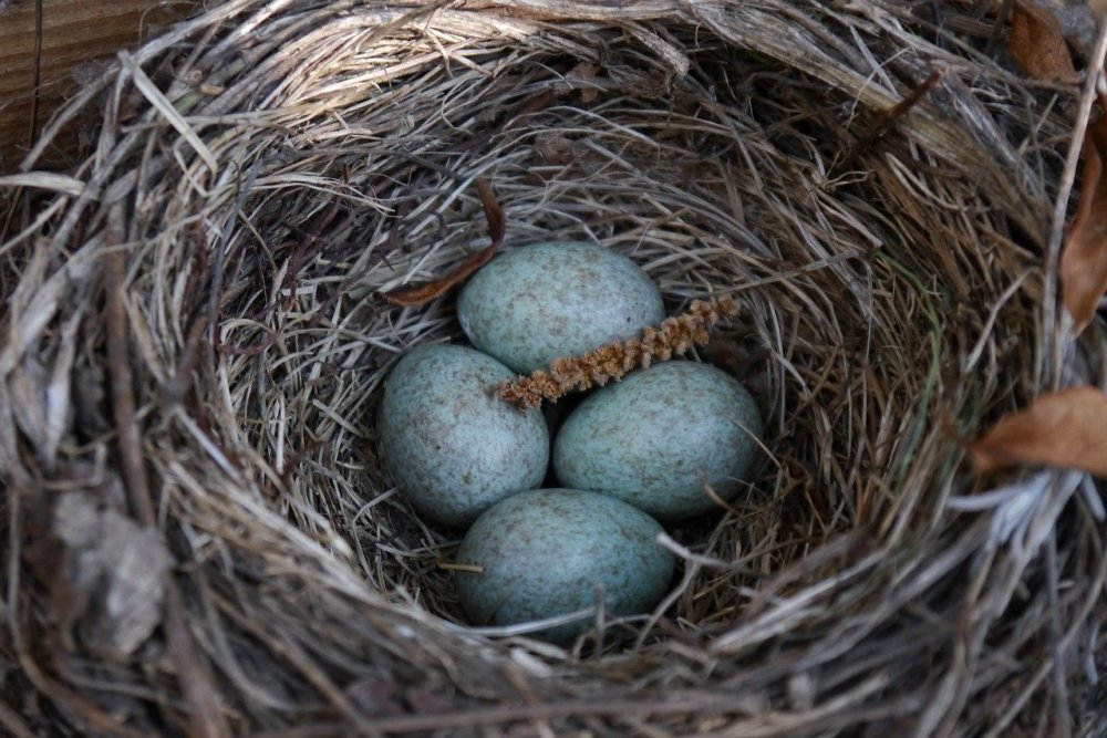 Гнездо пищухи с яйцами