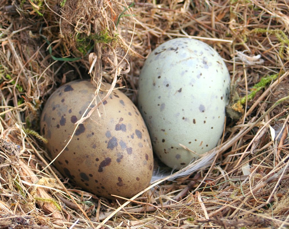 Птичьи яйца