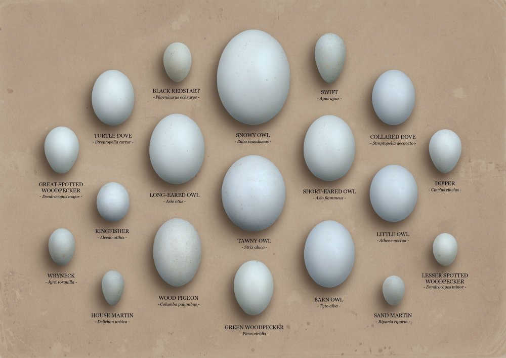 Яйца птиц с названиями