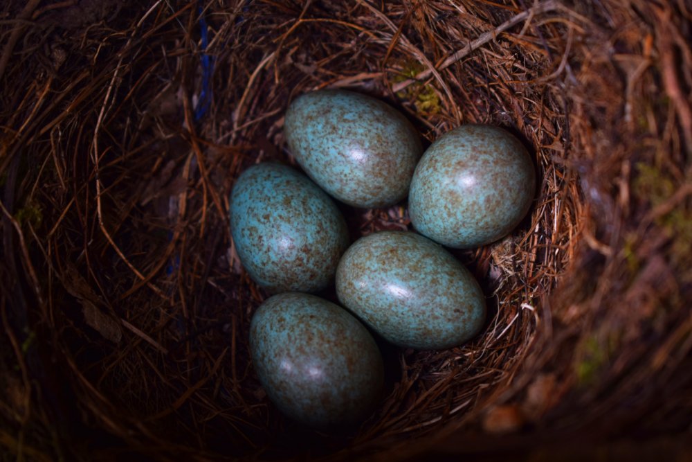 Птичьи яйца маленькие