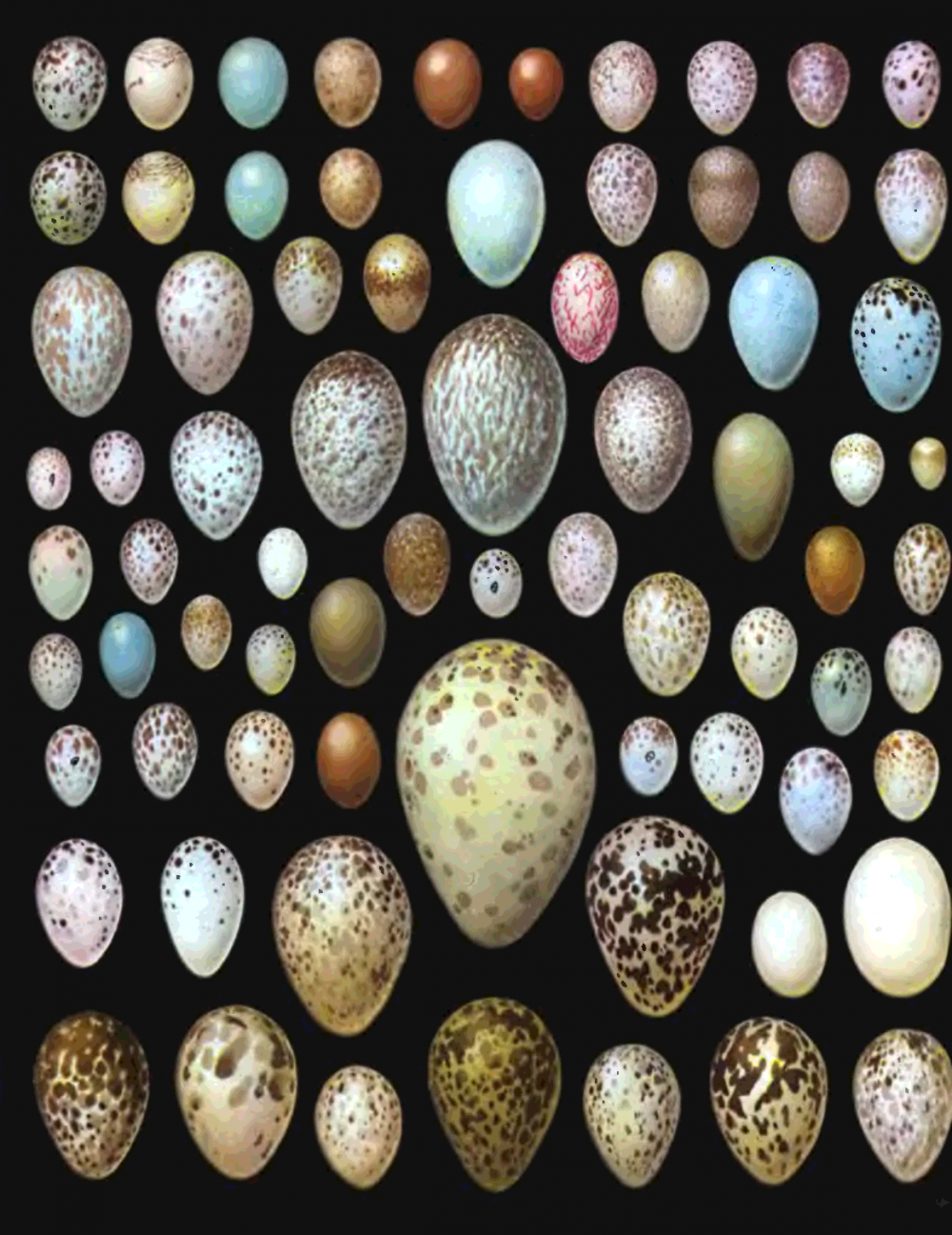 Красивые яйца птиц