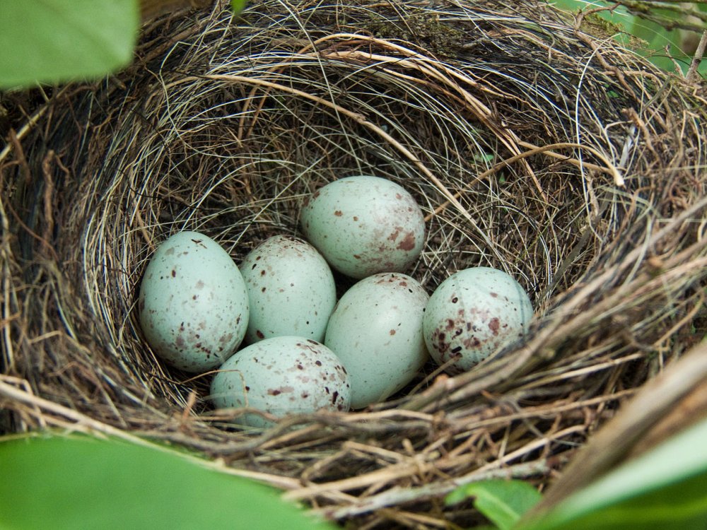 Гнездо зарянки с яйцами