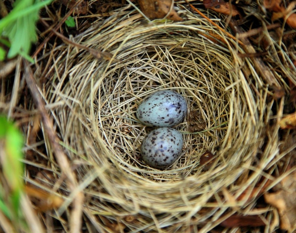 Птичка Каменка яйца и гнезда