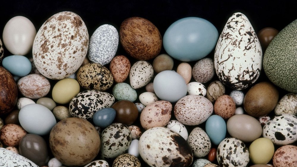 Яйца птиц в крапинку