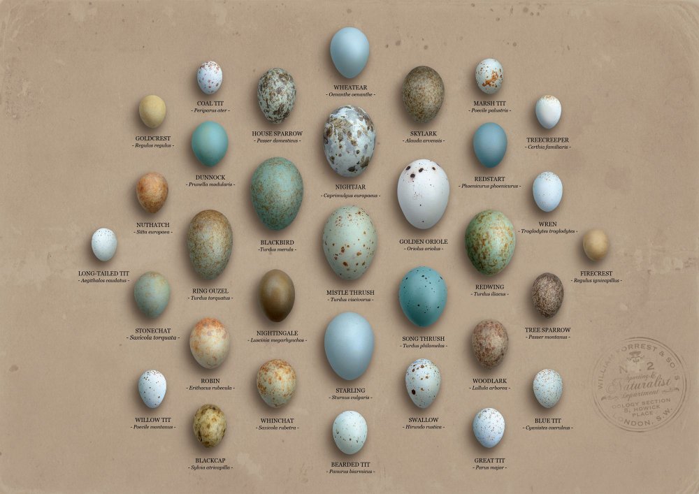 Яйца птиц