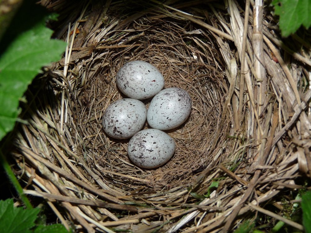 Яйца птиц России