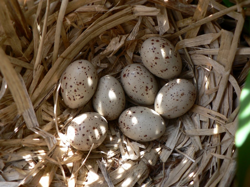Маленькие яйца птиц