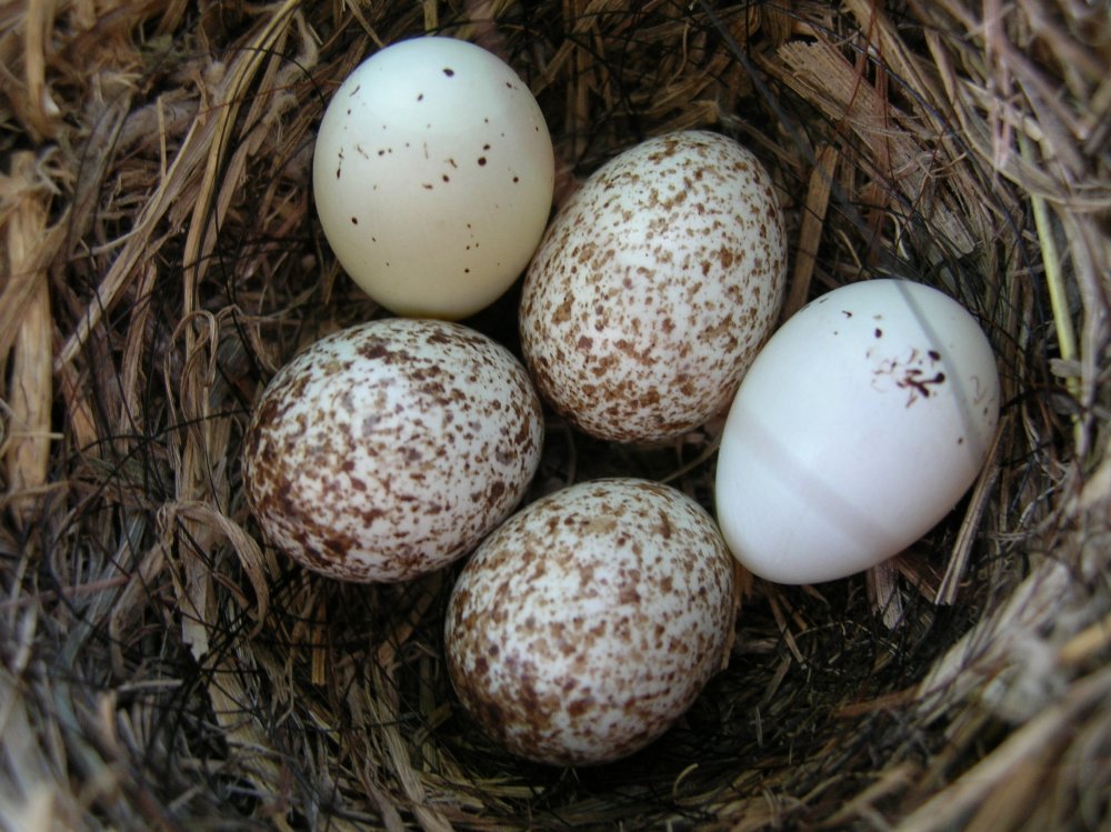 Скорлупа птичьих яиц