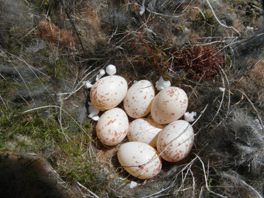 Яйца каменки обыкновенной