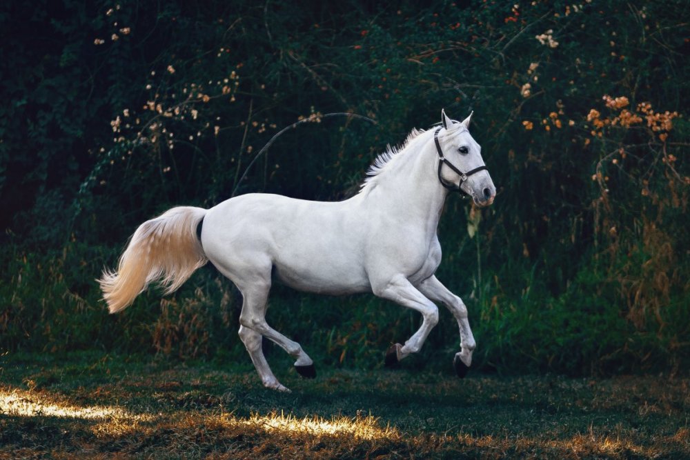 «Белый конь», 1898;