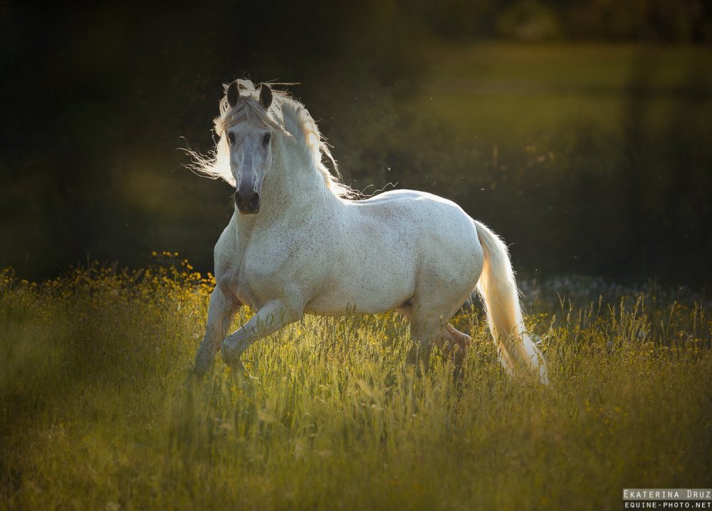 Лошади породы фриз альбинос