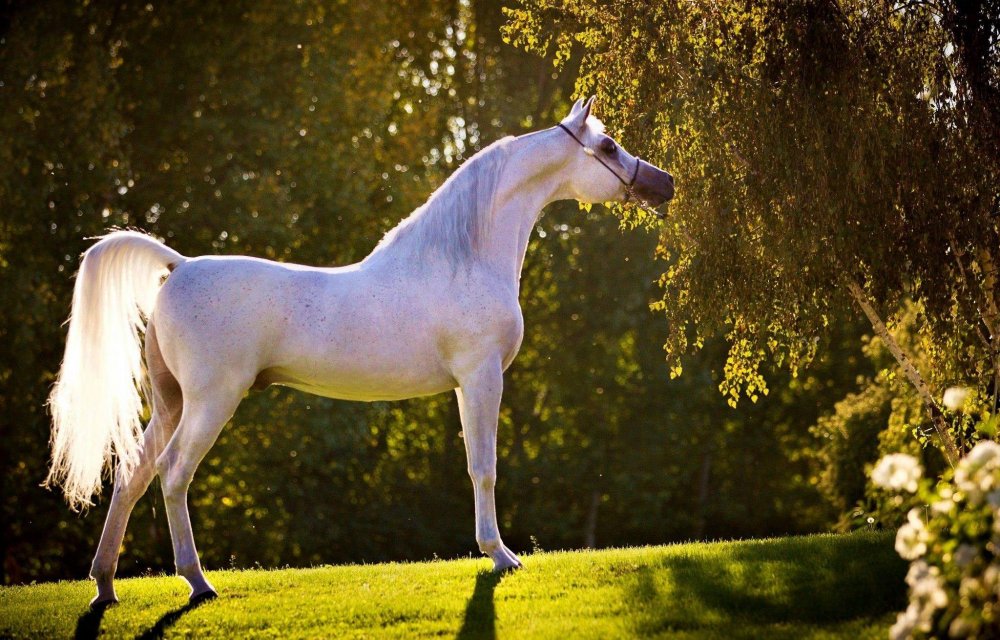 Благородная лошадь
