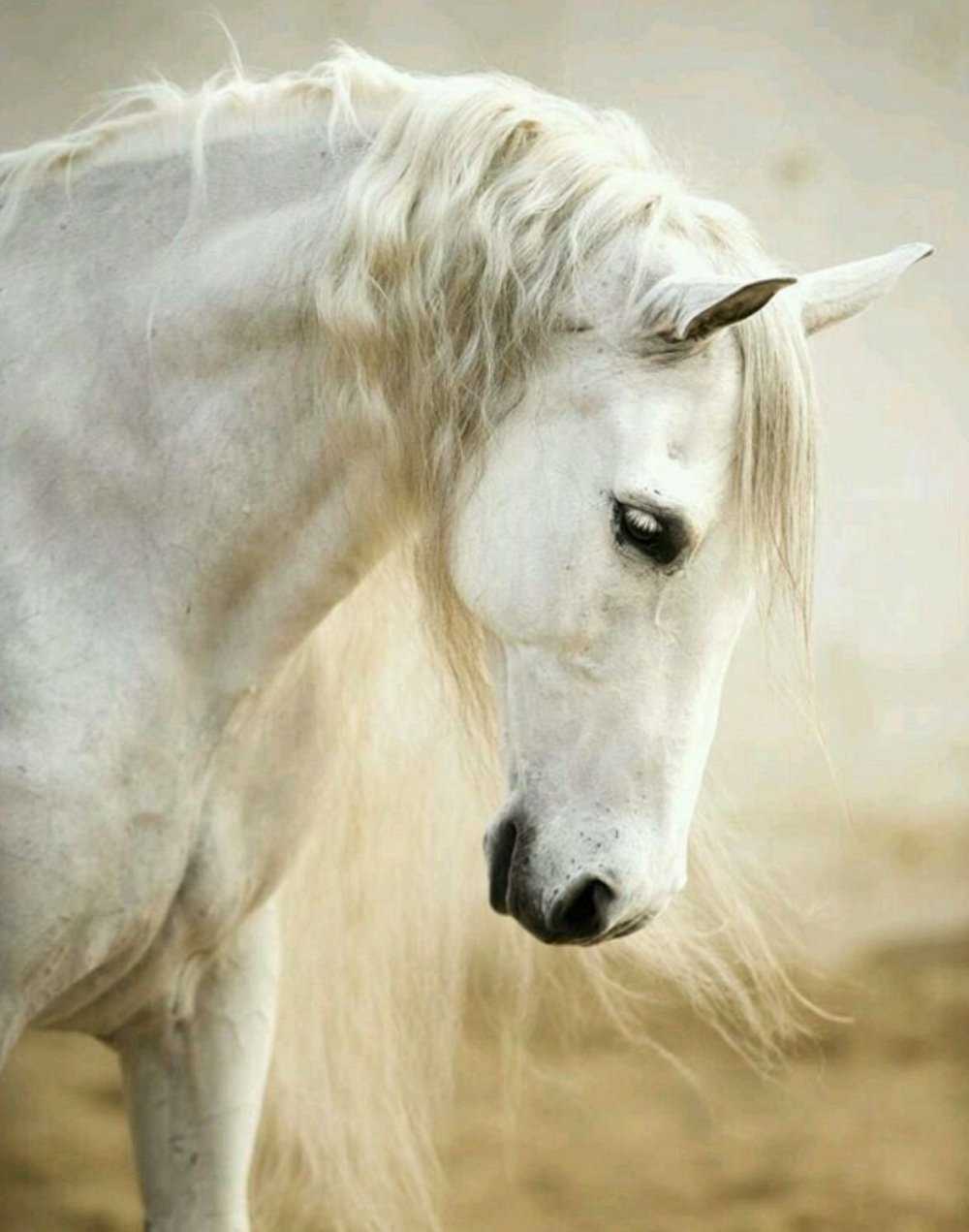 Лошади породы фриз альбинос