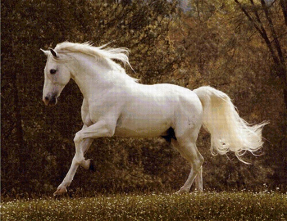 Голова белой лошади