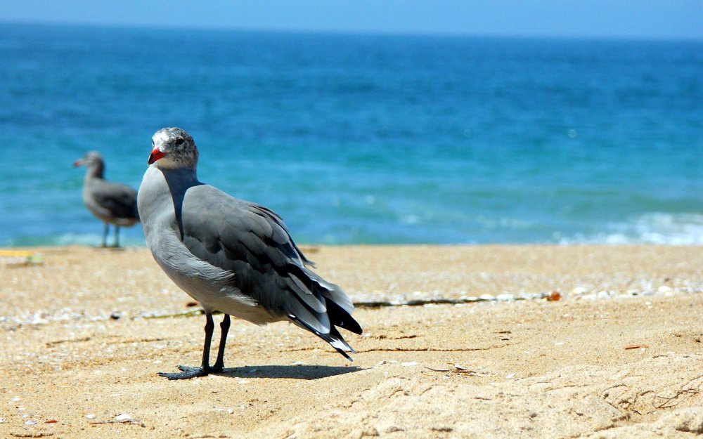 Черноморские птицы Крыма