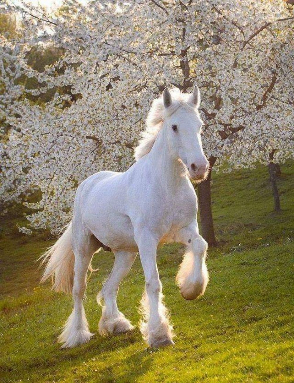 Арабская лошадь (арабский скакун)