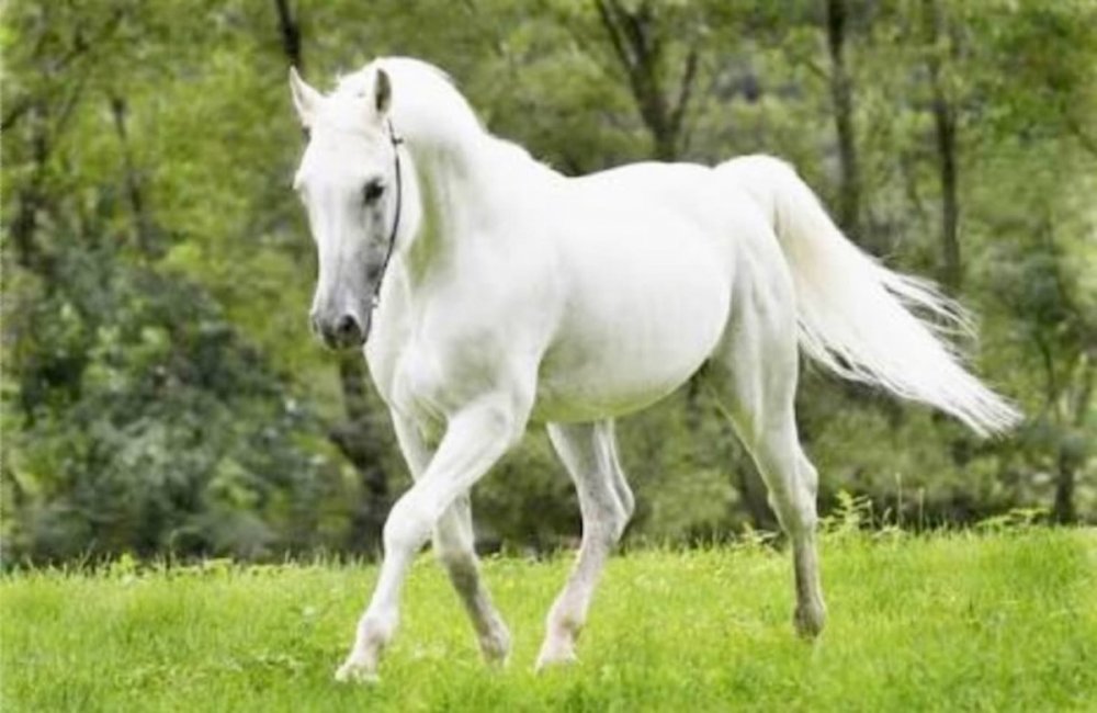 Красивый белый конь