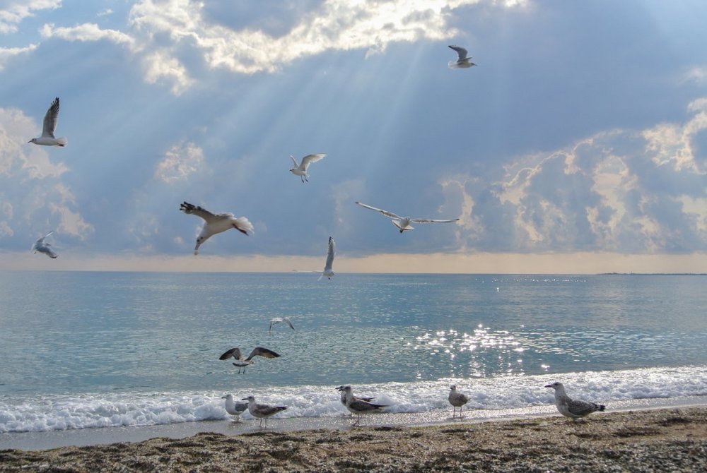 Морские птицы Баренцева моря
